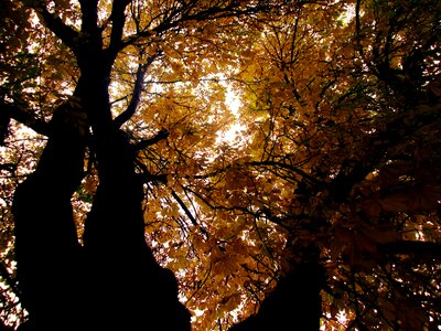 Color golden autumn autumn leaves