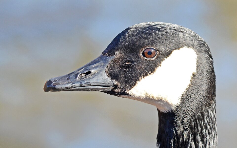 Ornithology animal bird