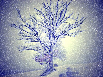 Snow tree light photo