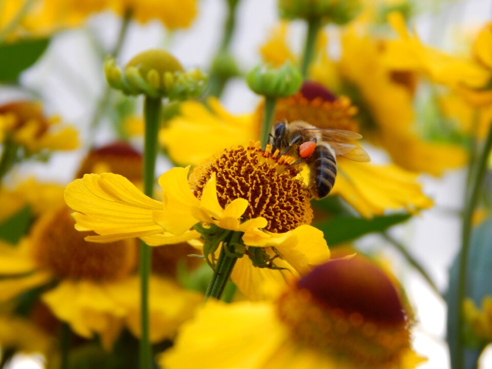 Nature flowers bee