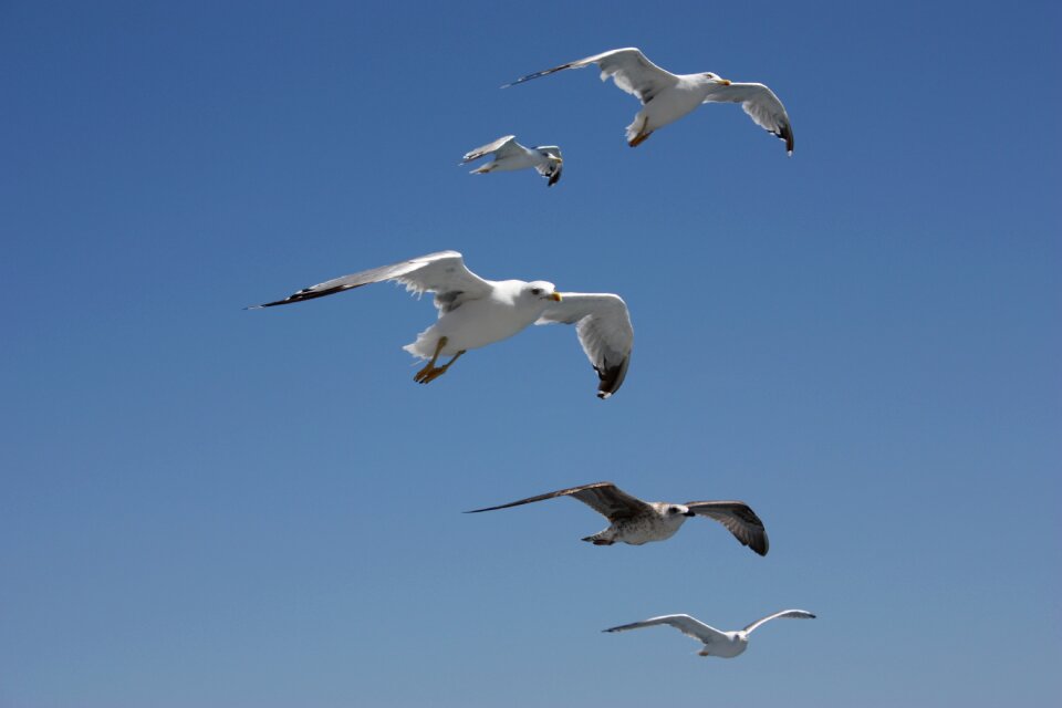 Freedom flying white