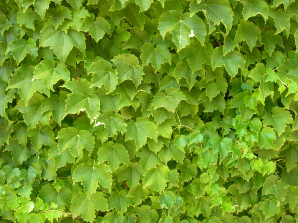 Green nature background