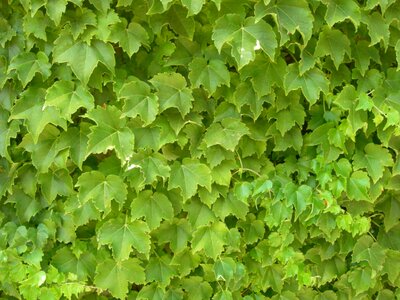 Green nature background