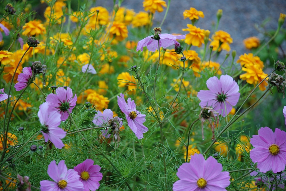 Anemones leaf nature