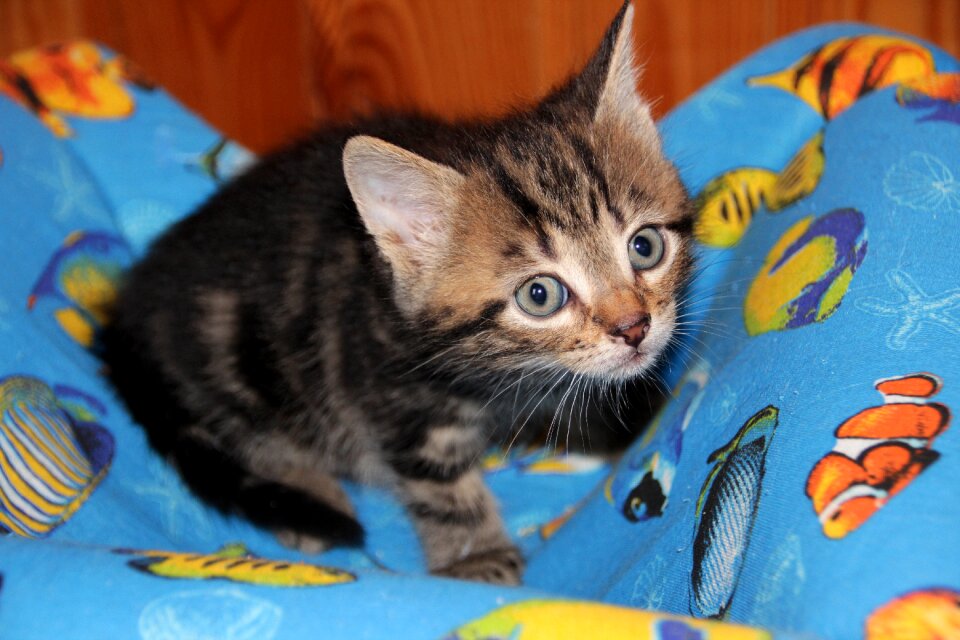 Animals cute cat's eye
