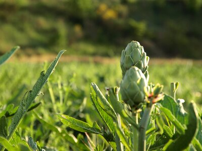 Artichoke agriculture power