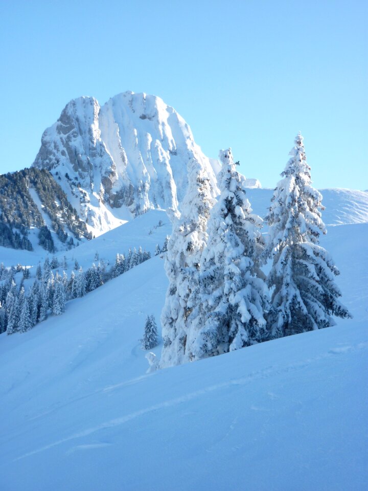 Mountains firs winter