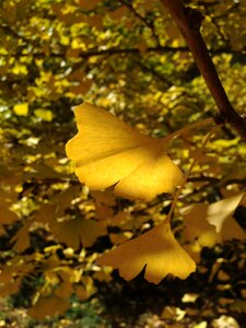 Ginkgo taiwan wuling farm autumn
