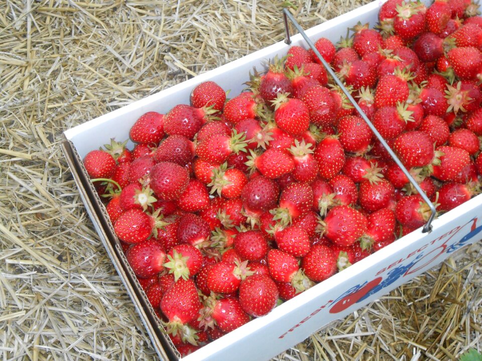 Nutrition antioxidant summertime
