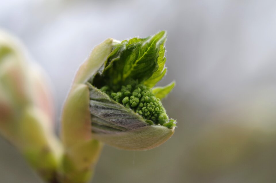 Bud maple macro