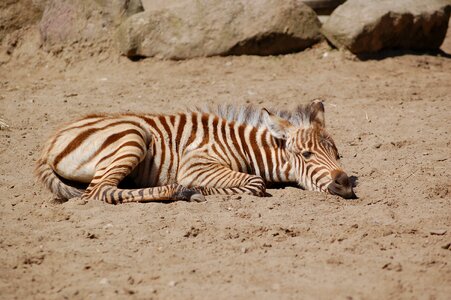 Zebra sand rest