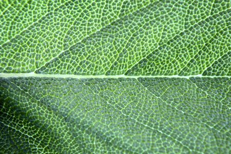 Macro spice green
