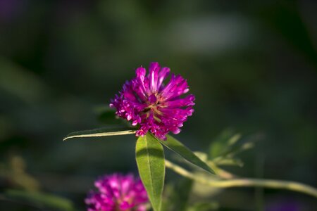 Summer nature clover photo