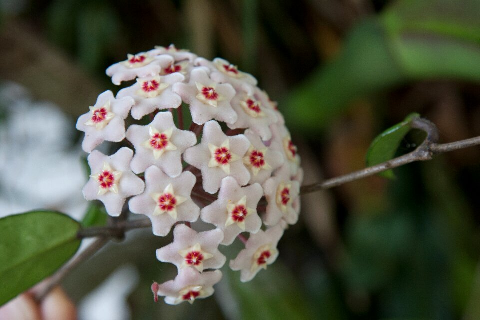 White flower hoya carnosa milkweed