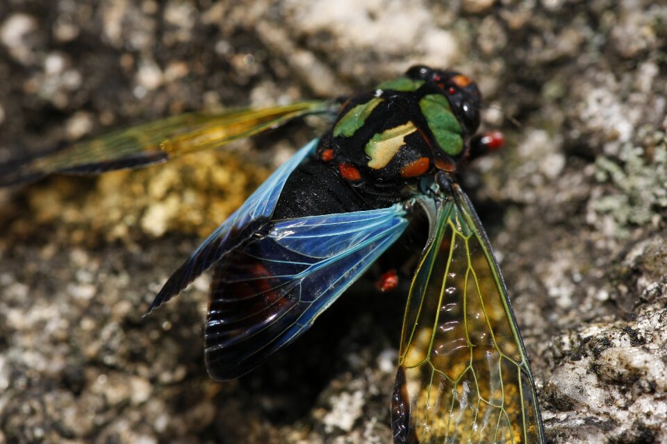 Cicada colors delicacy