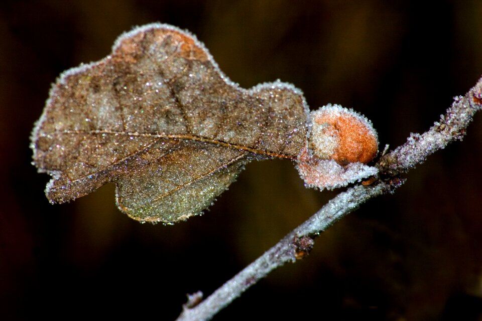 Leaf frozen plant