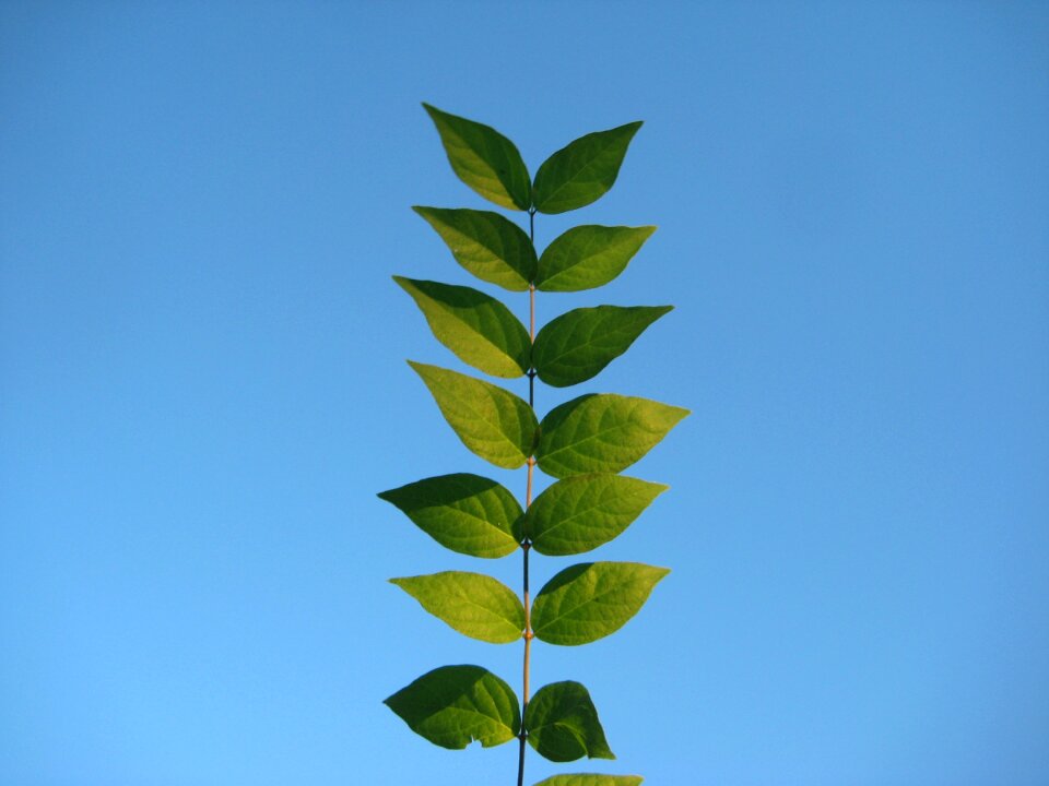 Plant outdoors foliage
