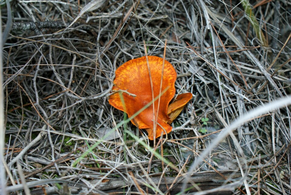 Autumn forest mushrooms