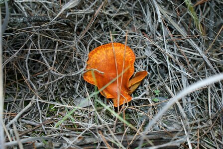 Autumn forest mushrooms