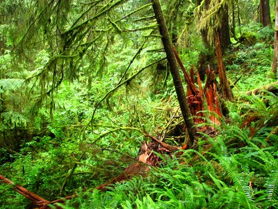 Nature tree
