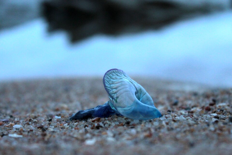 Nature invertebrate beach