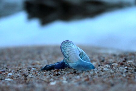 Nature invertebrate beach