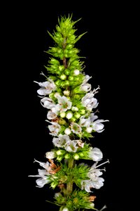 White macro wild flower