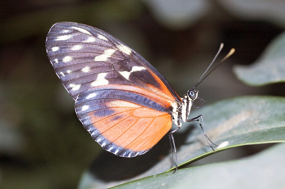Insect garden animal