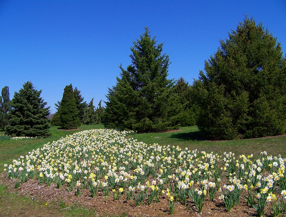 Evergreen trees blue