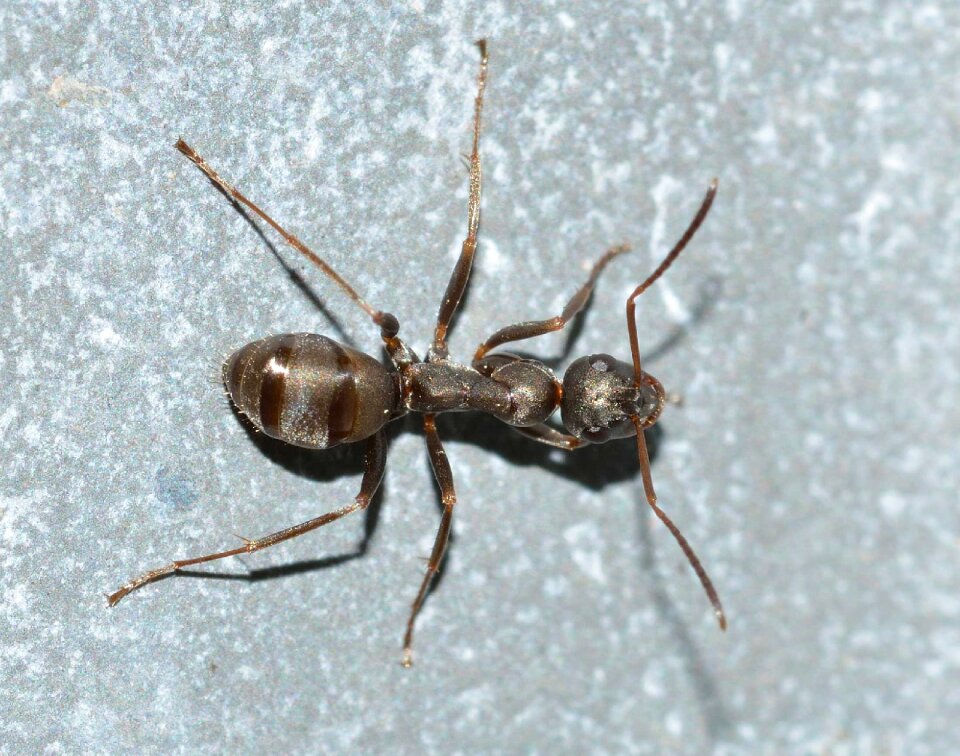 Insects serviformica macro