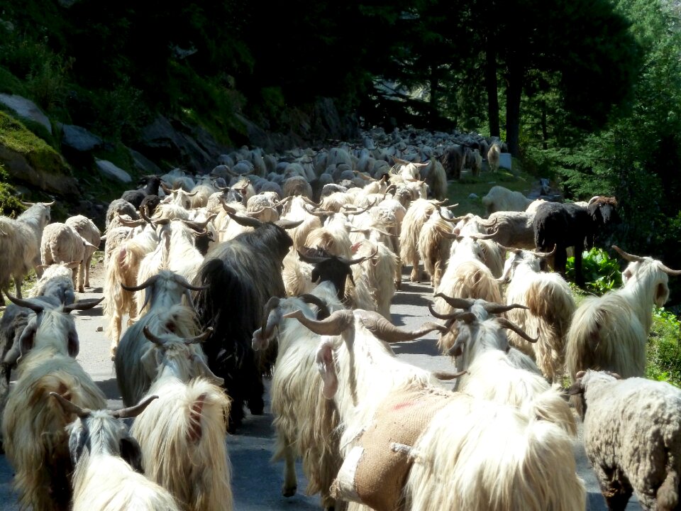 Nature mammal cattle