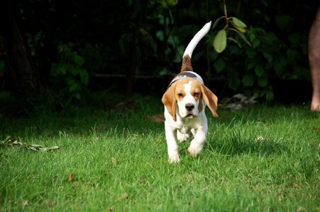 Doggy animal breed
