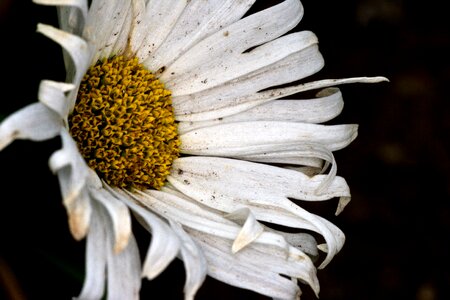 Marga rites flower macro nature