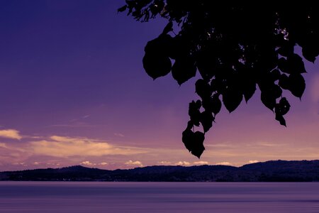 Sunset leaves violet photo