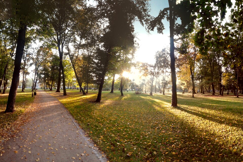 Tree foliage nature