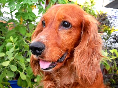 Dog nimal pet domestic animals