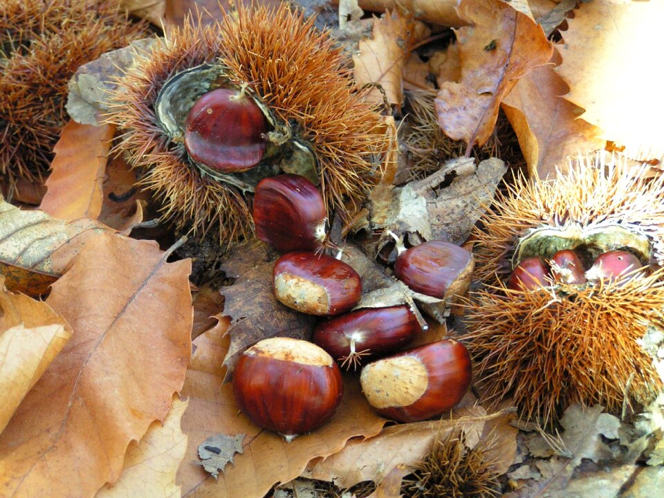 Chestnuts curly autumn