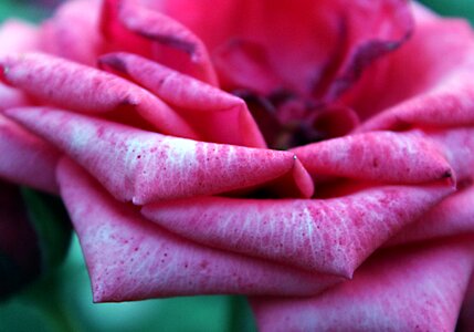 Flower rose flower pink roses