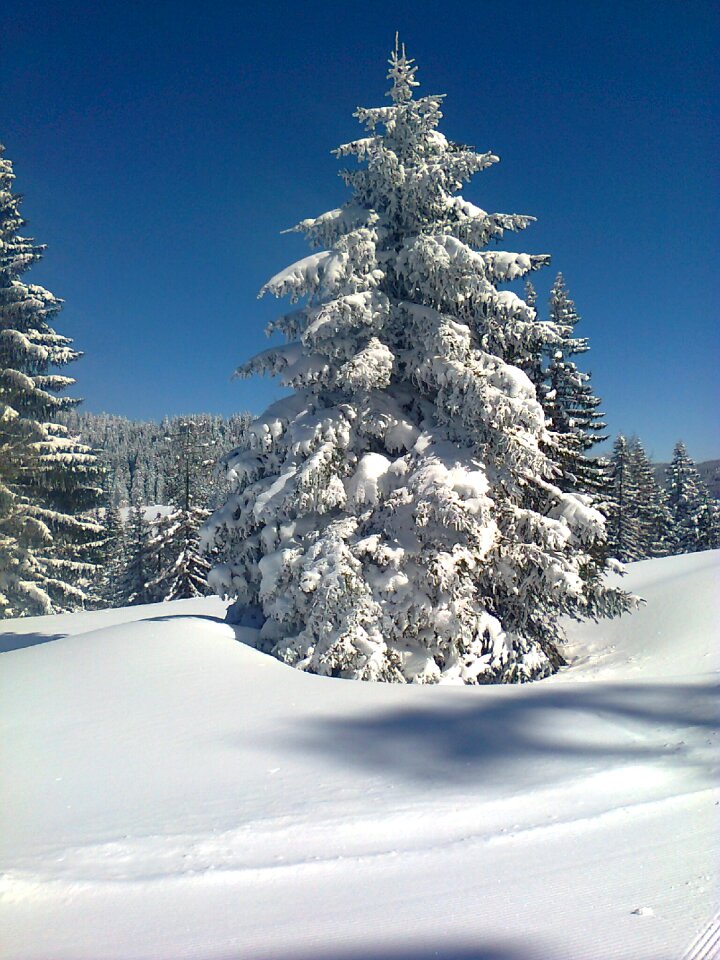 Tree cold wintry photo