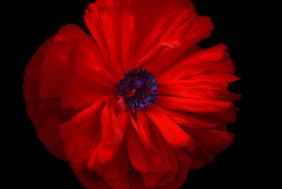 Poppy flower red