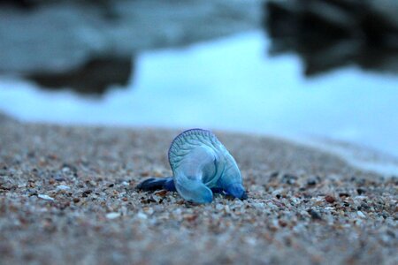Nature invertebrate beach
