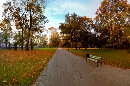 Foliage bench nature