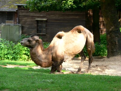 Zoo camel livestock