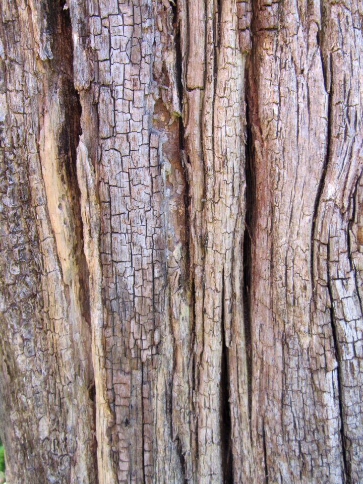 Tribe structure nature