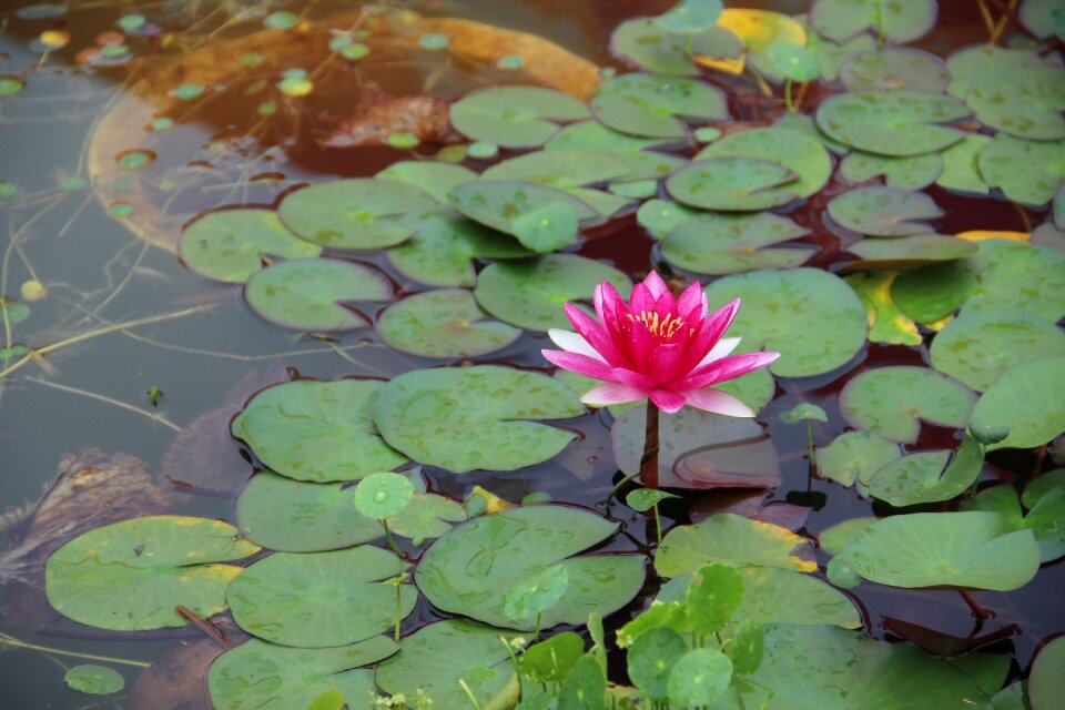 Water lilies flowering beautiful