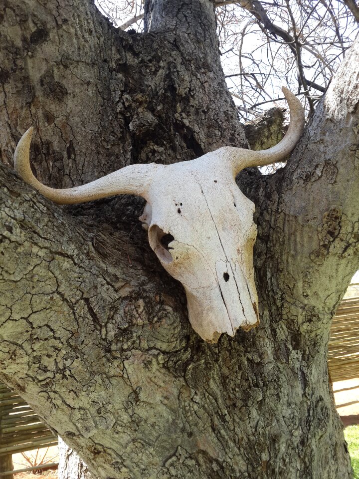 Dead animal carcass