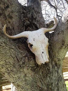 Dead animal carcass