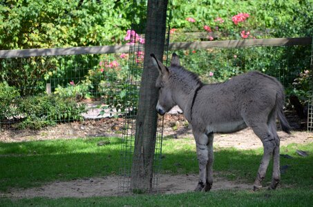 Zoo head animal