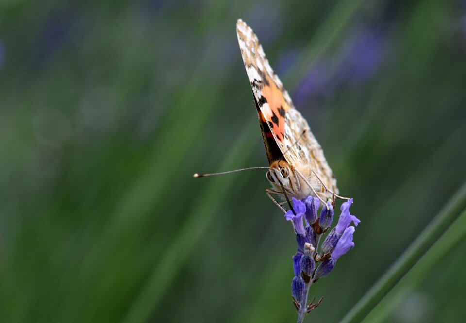 Moth garden animal photo