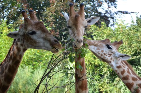 Zoo animal head